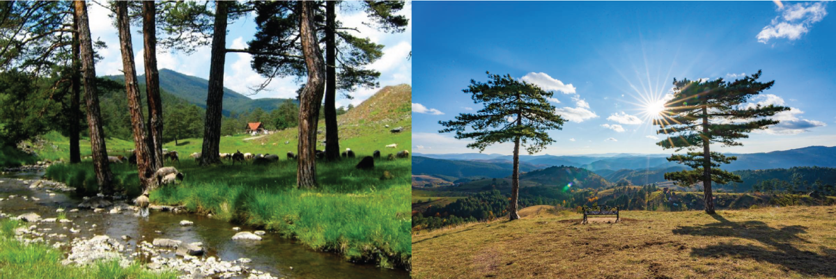Zlatibor